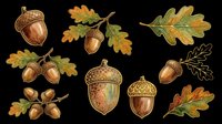 Acorn and oak leaf botanical illustrations isolated on transparent background. Ready for clipart, t-shirt design, stickers, print-on-demand products, and sublimation projects.