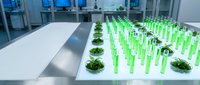 Modern laboratory with green test tubes and plant samples for biotechnology research and scientific experiments in sterile environment.