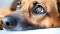 Close up macro shot of brown dog eyes and nose on white background showing loyalty, trust and friendship. Emotional pet photography for veterinary and animal care.