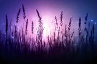 Lavender field silhouettes against dreamy purple sunset sky with soft bokeh lights creating magical twilight atmosphere for wellness and relaxation designs.