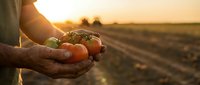 Farmer hands holding fresh ripe tomatoes at sunset in agricultural field. Organic farming harvest concept for healthy food production and sustainable agriculture.