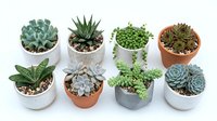 Collection of small potted succulents in various containers including ceramic and terracotta pots, featuring diverse species for home decor and gardening projects.