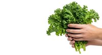 Fresh green curly kale bunch held in hand against white background, isolated produce for healthy eating, cooking, nutrition, and organic vegetable marketing materials.