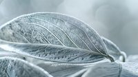 Delicate skeleton leaf with intricate vein patterns in soft blue tones against blurred background, showing natural decay process and fragile organic texture.