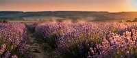 Lavender field at golden hour with blooming purple flowers in rows stretching toward sunset horizon, agricultural landscape for nature and farming themes.