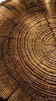 Close-up of tree rings showing annual growth patterns in warm brown tones, suitable for forestry, environmental, and nature-themed projects.