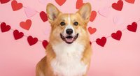 Happy corgi dog with tongue out surrounded by red paper hearts on pink background for Valentine's Day celebration and pet love concept.