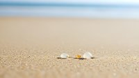 Small seashells scattered on golden sand beach with blurred ocean waves in background creating peaceful coastal scene for summer vacation concepts.