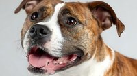 Happy brown and white pit bull terrier dog with tongue out smiling at camera against gray background for pet adoption campaigns and animal welfare.