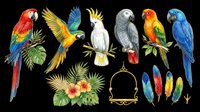 Colorful parrots and macaws isolated on transparent background, ready for t-shirt design, clipart, stickers, sublimation, and print-on-demand projects.