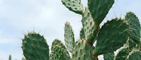 Prickly pear cactus plants with green paddles and sharp spines against a light sky background, suitable for botanical and nature design projects.
