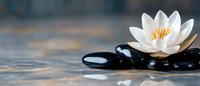White lotus flower on black spa stones with water drops against blurred background, wellness and meditation concept panoramic composition.