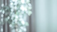 Soft blurred background with natural light and bokeh effects from window and foliage creating peaceful atmosphere for text overlay and design projects.