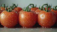 Fresh ripe tomatoes with water drops in row, macro photography showing detailed texture of red vegetables with green stems on light surface.