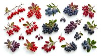 Assorted fresh berries including red currants, blueberries, blackberries and dark grapes with green leaves isolated on white background for food and culinary design projects.