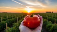 Fresh ripe tomato held in hand at sunset over agricultural field. Organic farming, harvest season, healthy food production concept for marketing materials.