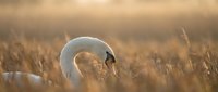 Elegant white swan with graceful curved neck in golden autumn grassland during warm sunset light creating peaceful wildlife scene for nature photography.