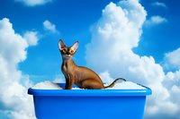 Sphynx hairless cat sitting in blue plastic container against dramatic cloudy sky background. Unusual pet photography concept with surreal composition.