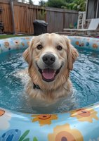 Golden retriever swimming in inflatable pool during summer backyard recreation and pet leisure activity.