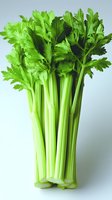 Fresh green celery stalks with leaves standing upright against white background, raw organic produce for healthy eating and cooking concepts.