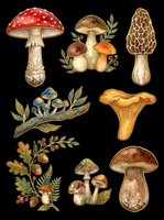 Mushroom and fungi collection with amanita, chanterelle, morel, and woodland botanical elements isolated on transparent background. Ready for t-shirt design, clipart, stickers, sublimation, and print-on-demand projects.