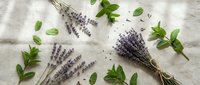 Fresh lavender bundles and green mint leaves arranged on white linen fabric. Natural herbs for aromatherapy, spa treatments, cooking and crafts.