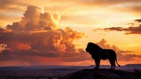 Majestic lion silhouette standing on rocky cliff against dramatic sunset sky with golden clouds. Wildlife photography concept for safari adventures and nature themes.