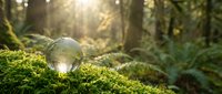 Crystal sphere resting on vibrant green moss in enchanted forest with golden sunlight filtering through trees creating magical atmosphere.