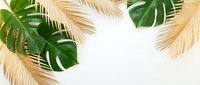Tropical summer frame with golden palm leaves and green monstera foliage on white background. Natural botanical border for vacation designs.