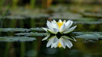 White water lily flower blooming on pond surface with mirror reflection in dark water, green lily pads visible in soft focus background.