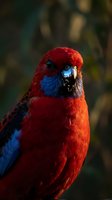 Vibrant red and blue parrot with striking plumage and dark beak against blurred natural background for wildlife and nature photography projects.