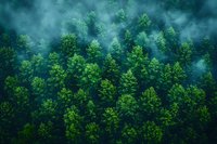Lush green forest canopy shrouded in mysterious morning mist creating atmospheric nature landscape, aerial view of dense pine trees in foggy weather.