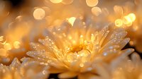 Delicate white flower petals with morning dew drops illuminated by warm golden sunlight creating magical bokeh effect in soft focus macro photography.