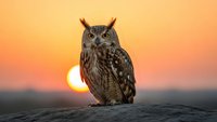 Majestic owl perched on rock during golden sunset hour with warm orange sky background. Wildlife photography capturing nocturnal bird of prey in natural habitat.