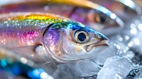 Fresh caught rainbow sardine with iridescent scales and bright eye on ice with water drops, macro photography showing vibrant colors and detailed texture.