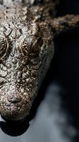 Close-up portrait of crocodile head showing detailed textured skin, sharp teeth and intense eye. Powerful predator in natural habitat for wildlife photography.