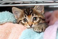Curious tabby kitten peeking through soft pastel blankets with big expressive eyes and tiny paws, creating heartwarming moment against cozy background.