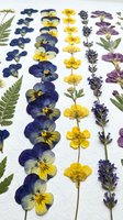Pressed dried flowers collection with pansies, buttercups, lavender and ferns arranged in rows on white background for botanical crafts and herbarium projects.