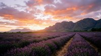 Lavender field rows stretching toward dramatic mountain range under vibrant sunset sky with orange and pink clouds creating peaceful agricultural landscape.