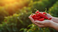 Fresh red chili peppers held in cupped hands against blurred green garden background with warm golden sunlight for cooking and agriculture concepts.
