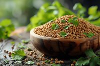 Raw brown lentils in wooden bowl with fresh cilantro leaves, perfect for healthy cooking, vegetarian protein source and Mediterranean cuisine background.