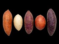 Assorted potato varieties isolated on transparent background, ready for culinary design, print-on-demand products, educational materials, recipe graphics, food packaging, and kitchen-themed clipart projects.