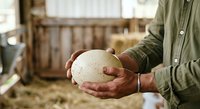 Farmer holding large fresh egg in hands at poultry farm, showcasing organic egg production and sustainable agriculture practices.