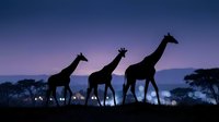 Silhouettes of three giraffes walking across African savanna landscape at dusk with acacia trees and purple twilight sky, suitable for wildlife and nature backgrounds.
