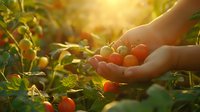 Fresh ripe cherry tomatoes cupped in hands during golden hour harvest in organic vegetable garden with warm sunlight filtering through green foliage.