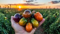 Hand holding colorful heirloom tomatoes at sunset in organic farm field. Fresh harvest vegetables for healthy cooking and sustainable agriculture concept.