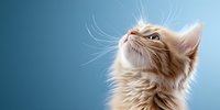Curious cream colored cat looking up against blue background, close-up portrait showing long whiskers and soft fur. Panoramic composition with copy space.