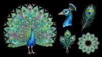 Watercolor peacock clipart set with full display, portrait, feather, and mandala elements, isolated on transparent background for stickers, sublimation, t-shirt design.