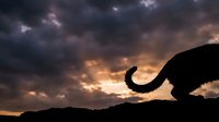 Cat silhouette stretching on rocky surface against dramatic sunset sky with storm clouds for pet care advertising and feline behavior content.