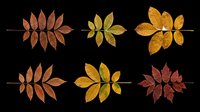 Autumn leaf clusters in various fall color variations isolated on transparent background, ready for t-shirt designs, clipart, stickers, sublimation and print-on-demand projects.